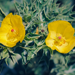 flowers names in hindi