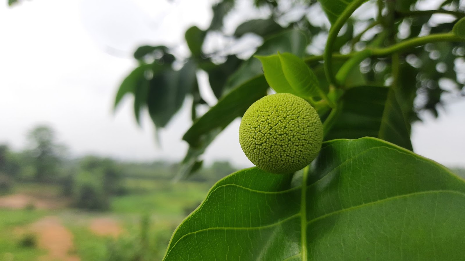 Kadamba (Neolamarckia cadamba)