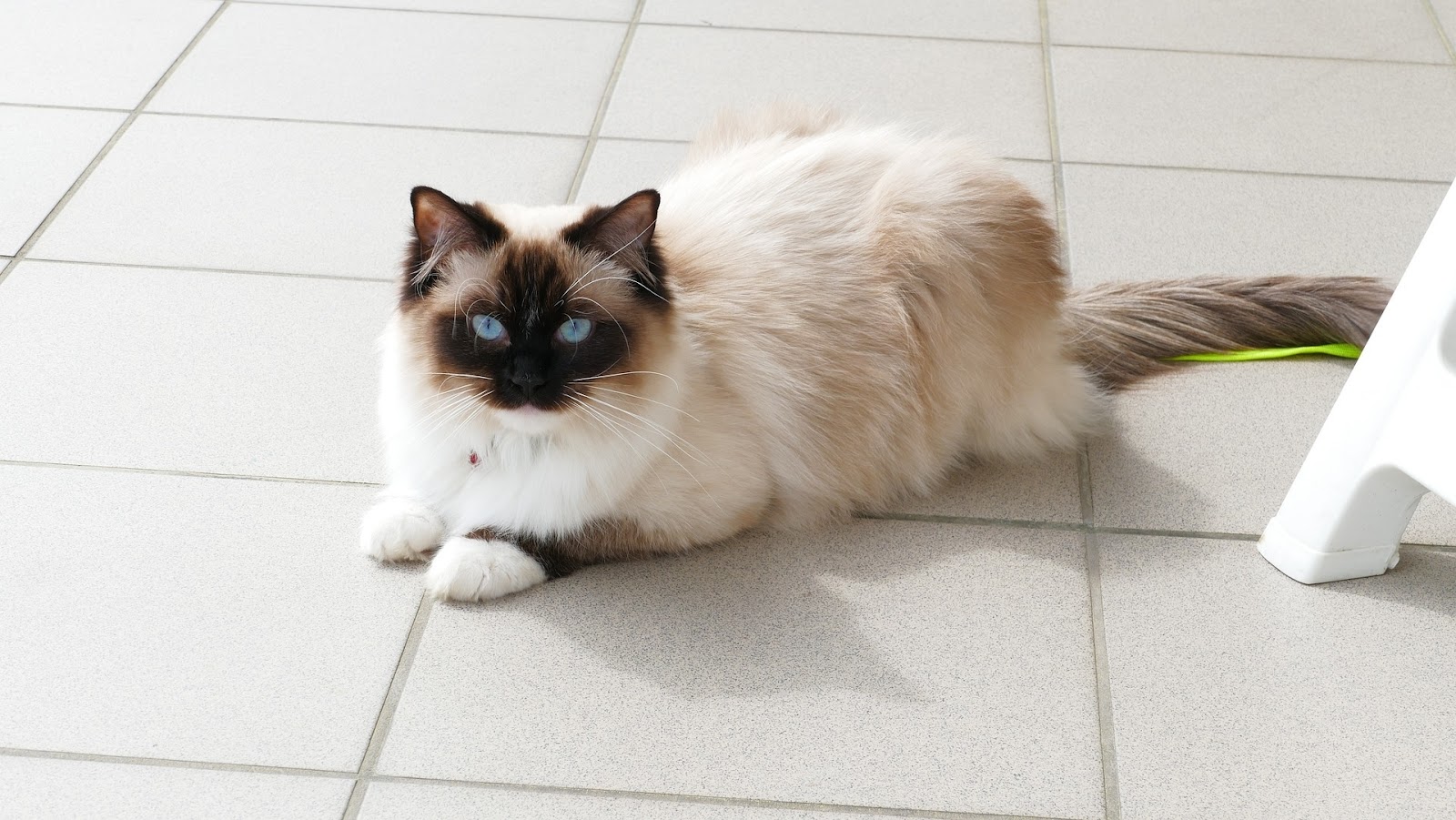 Chocolate Mitted Ragdoll cat