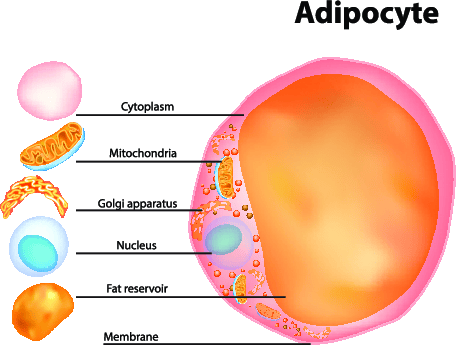 Fat cell drawing. 