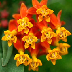 Scarlet Milkweed Flower