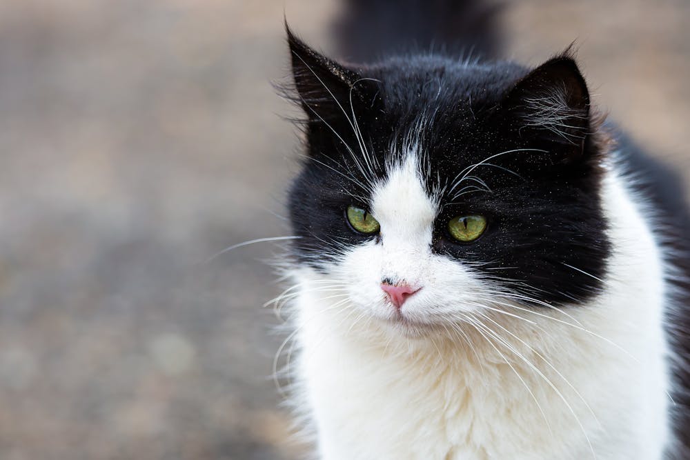 Black and White cute cat