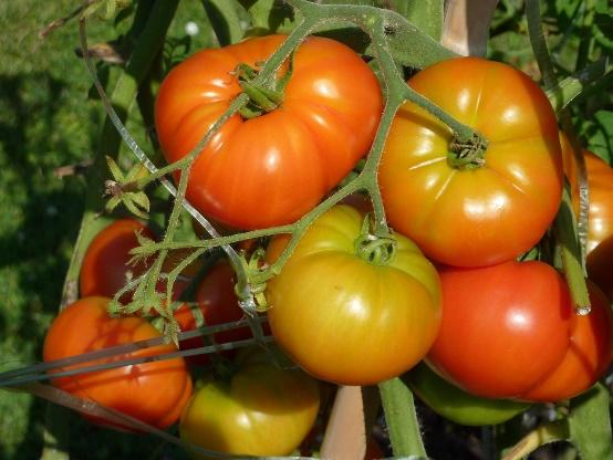 C:\Users\Agustin\Documents\tomatoes con tallo.jpg