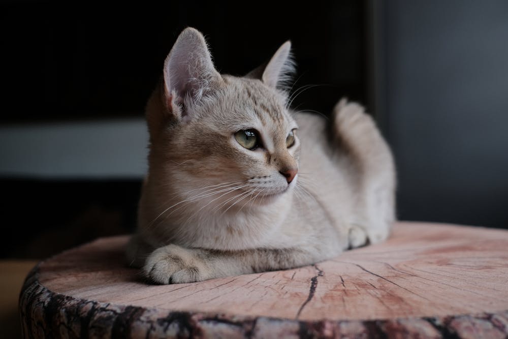 Short-furred Cat on a Wooden Log