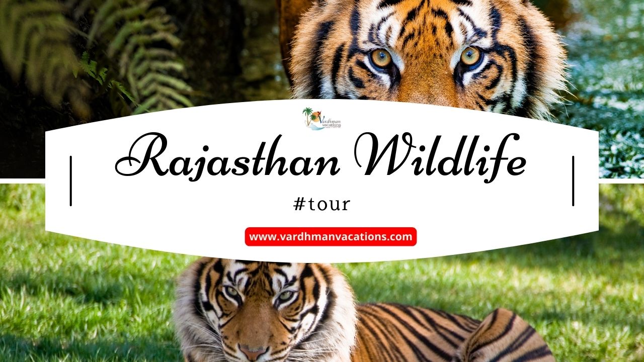 Rajasthan Wildlife Tour