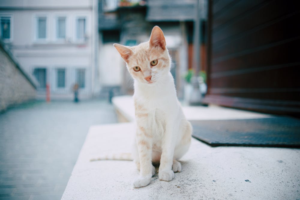 Charming Cat Sitting in İstanbul Alleyway