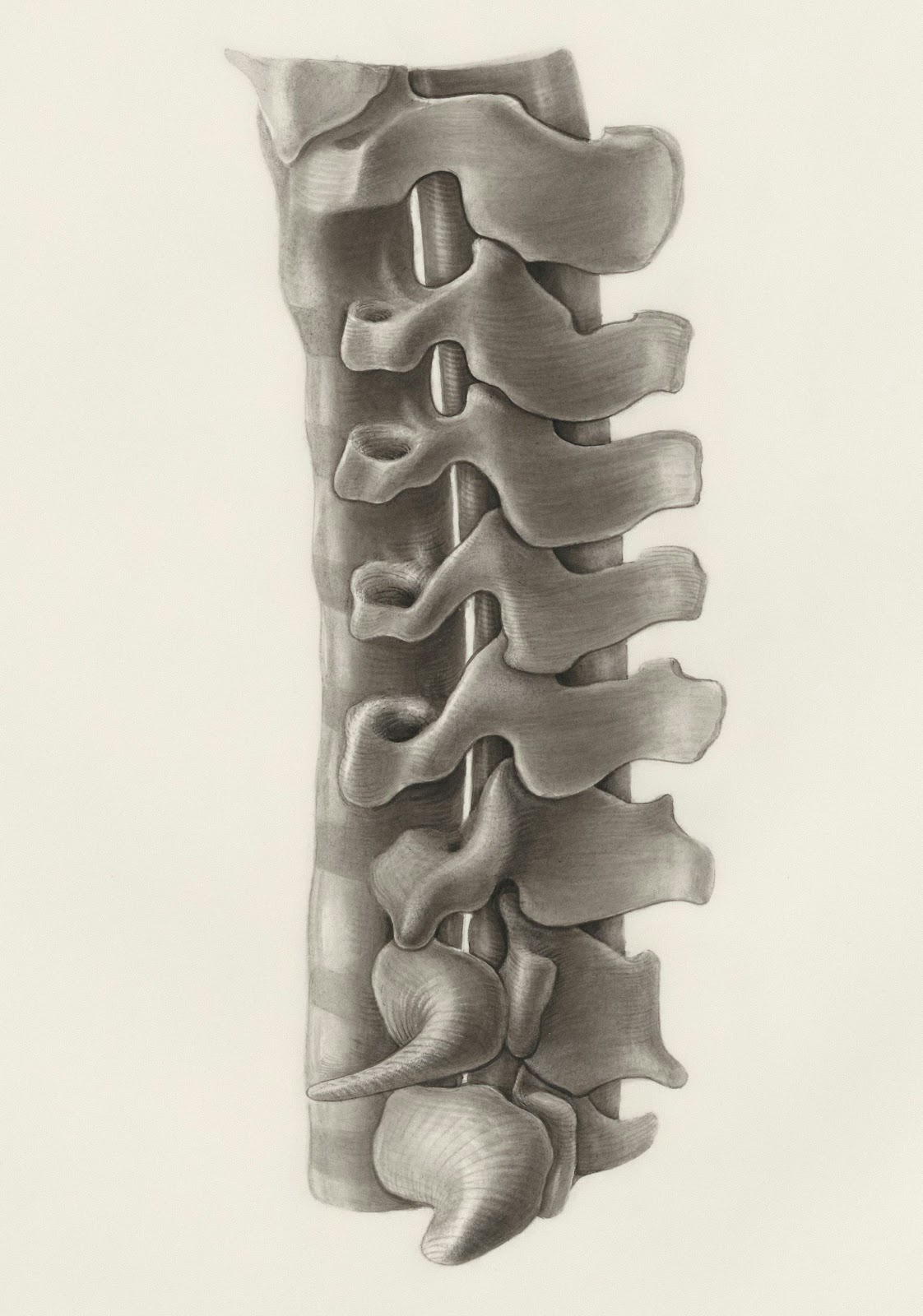 a drawing of the back of a human skeleton