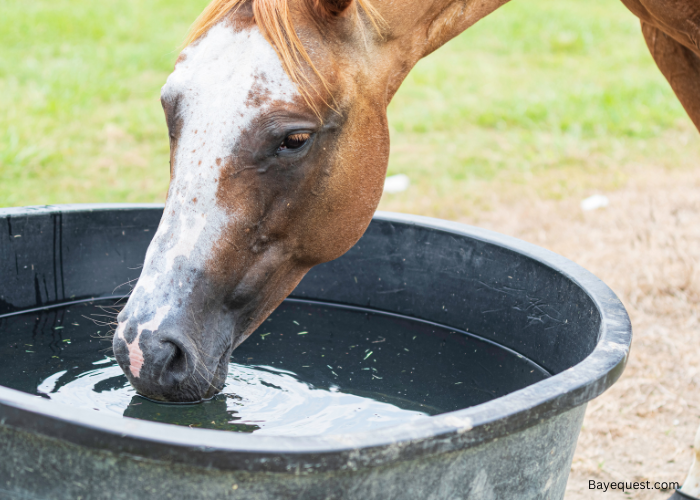 How Many Gallons of Water Does a Horse Drink a Day