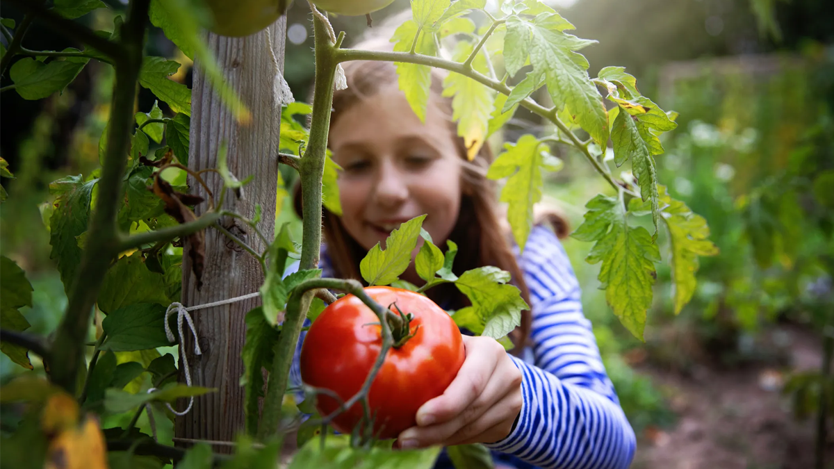 A child picking fresh fruit.
