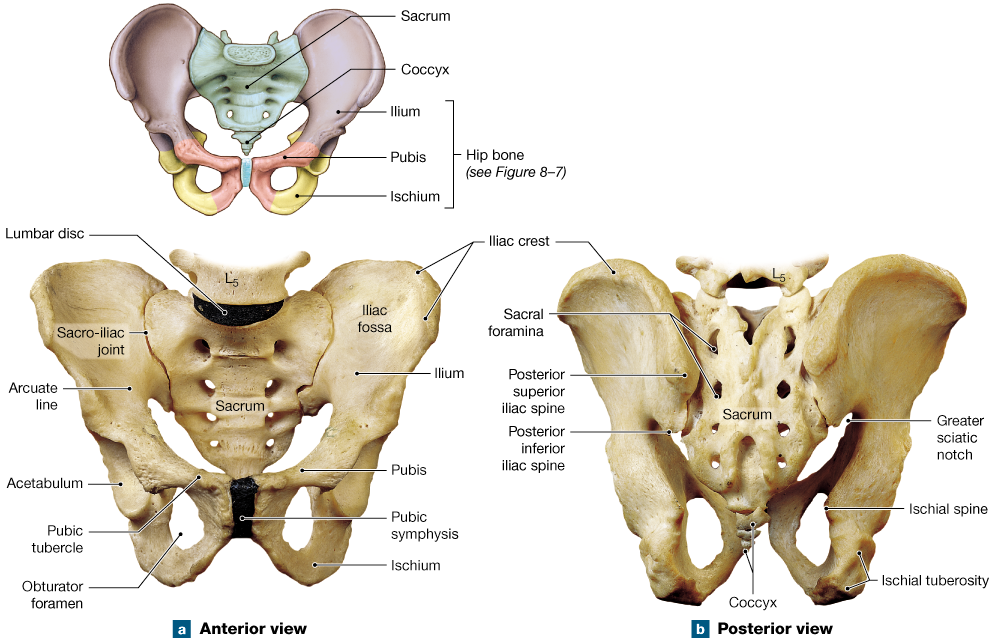 Pelvic Bone - Anterior and Posterior | Pelvic bone, Lower limb, Pelvic  girdle