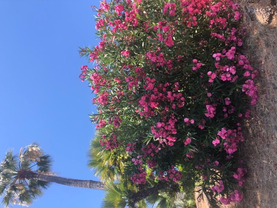 A tree with pink flowers

Description automatically generated