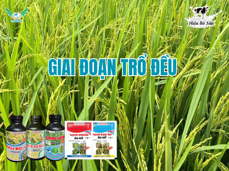 ỨNG DỤNG BỘ SẢN PHẨM CÔNG NGHỆ CAO ÂU MỸ TRÊN CÂY LÚA  