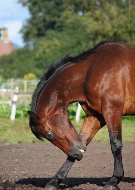 Horse biting its leg due to irritation, a sign of sweet itch in horses.
