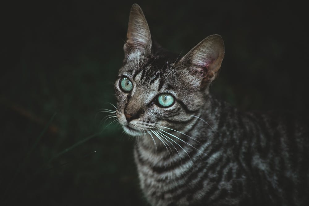 Close-Up Shot of a Tabby Cat