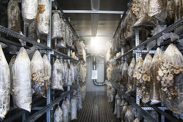 Oyster mushroom farm/nursery with mushrooms growing in bags hung from metal shelves or racks.