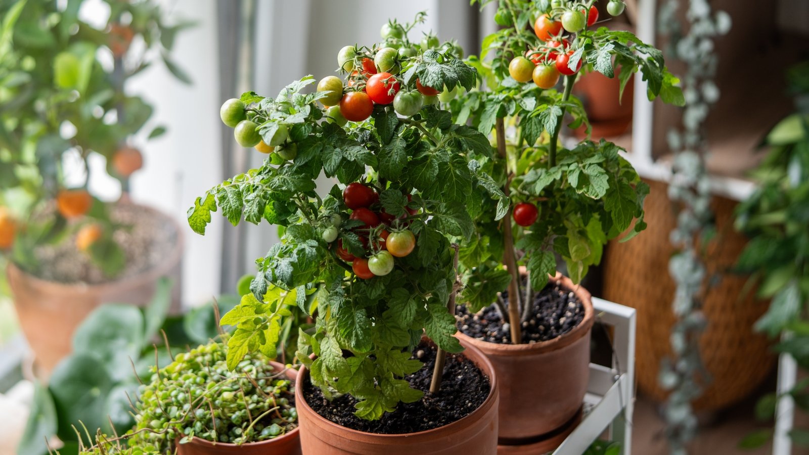 Solanum lycopersicum var. cerasiforme in small terra cotta pots with ripe red fruits and dark green foliage