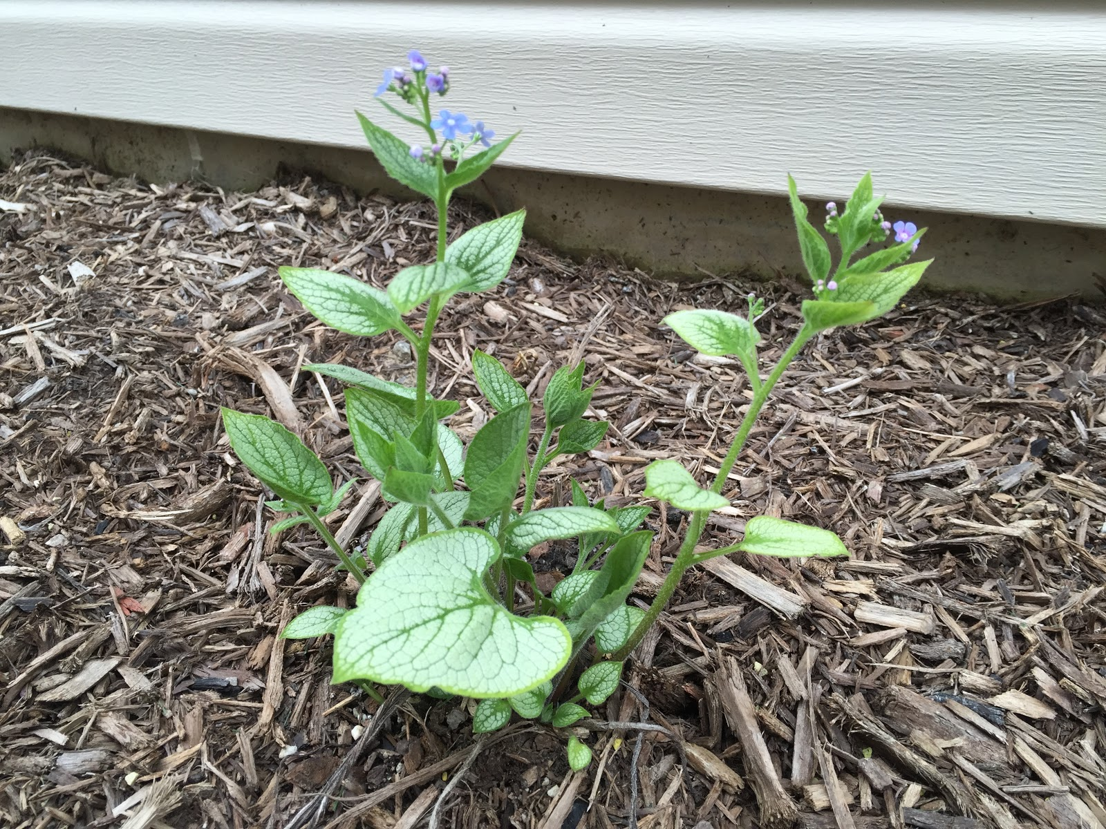 Landscaping with Brunnera