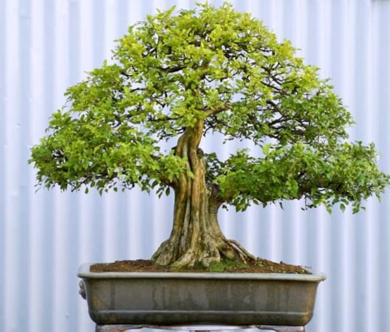 Cây Nguyệt Quế Bonsai