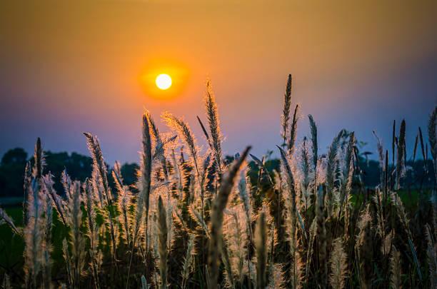 Wild grasses in sunset time stock photo