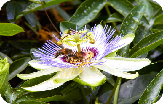 bees sitting on a flower