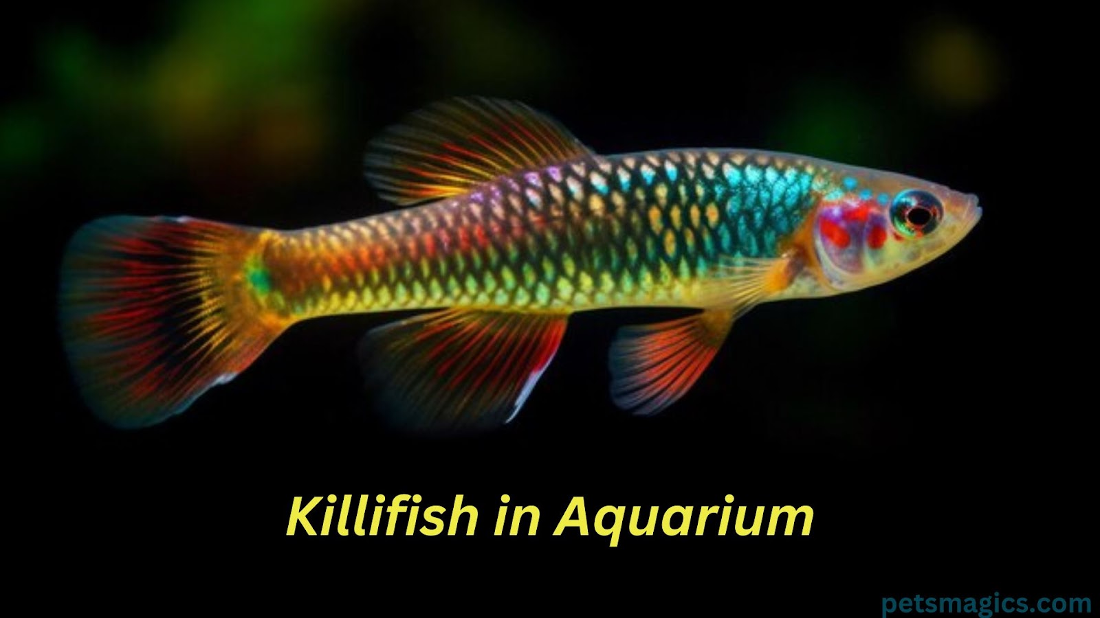 Killifish