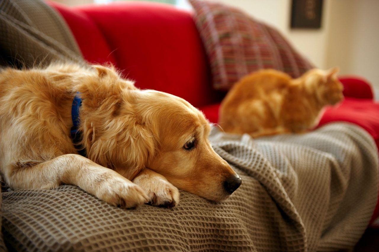 dog sat on the sofa next to a cat looking sad