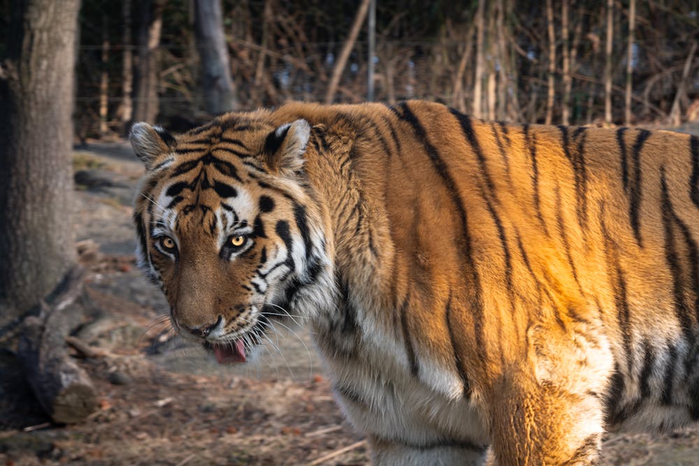 Majestic Tiger in Natural Habitat