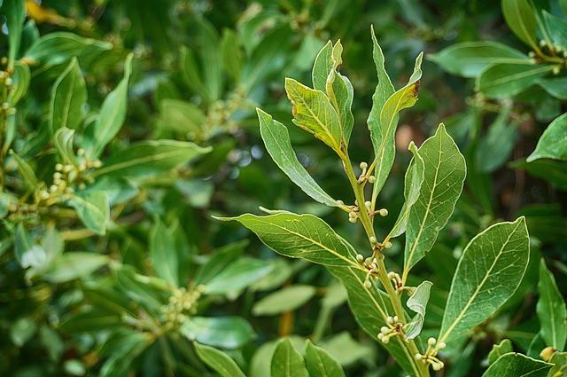 Free Laurel Laurel Tree photo and picture