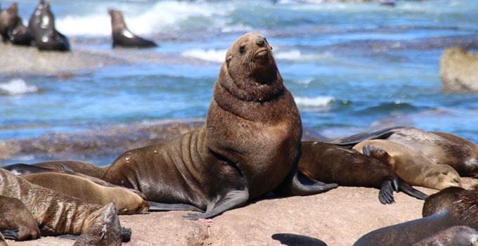 Duiker “Seal” Island on Foot | Karbonkelberg Tourism