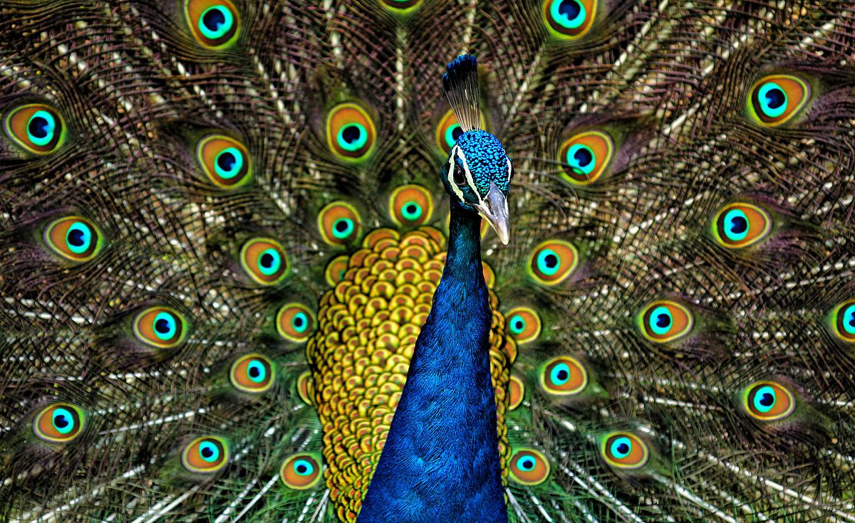 National Symbols Of India - Indian Peacock