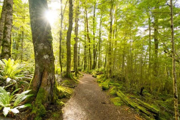 Untouched Beauty: 20 Photos That Feel Like a Breath of Fresh Air, untouched nature, fresh air photos, nature, forest, landscape, wild nature, raw beauty