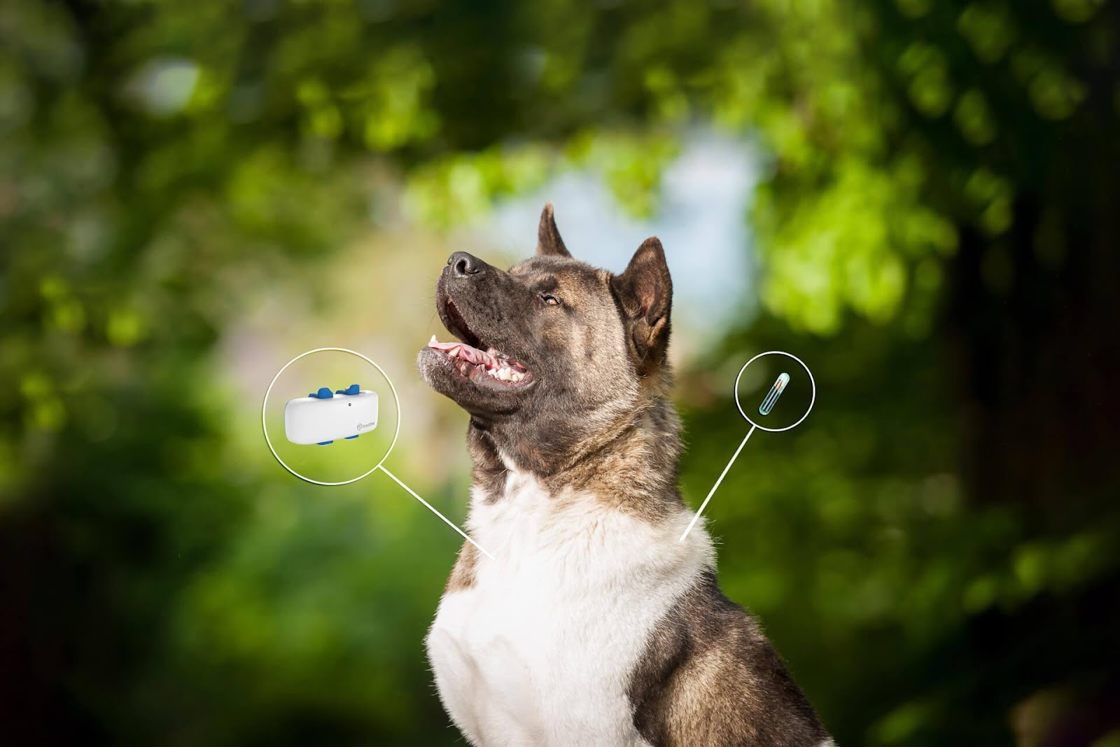 chien puce gps tracker différences illustration