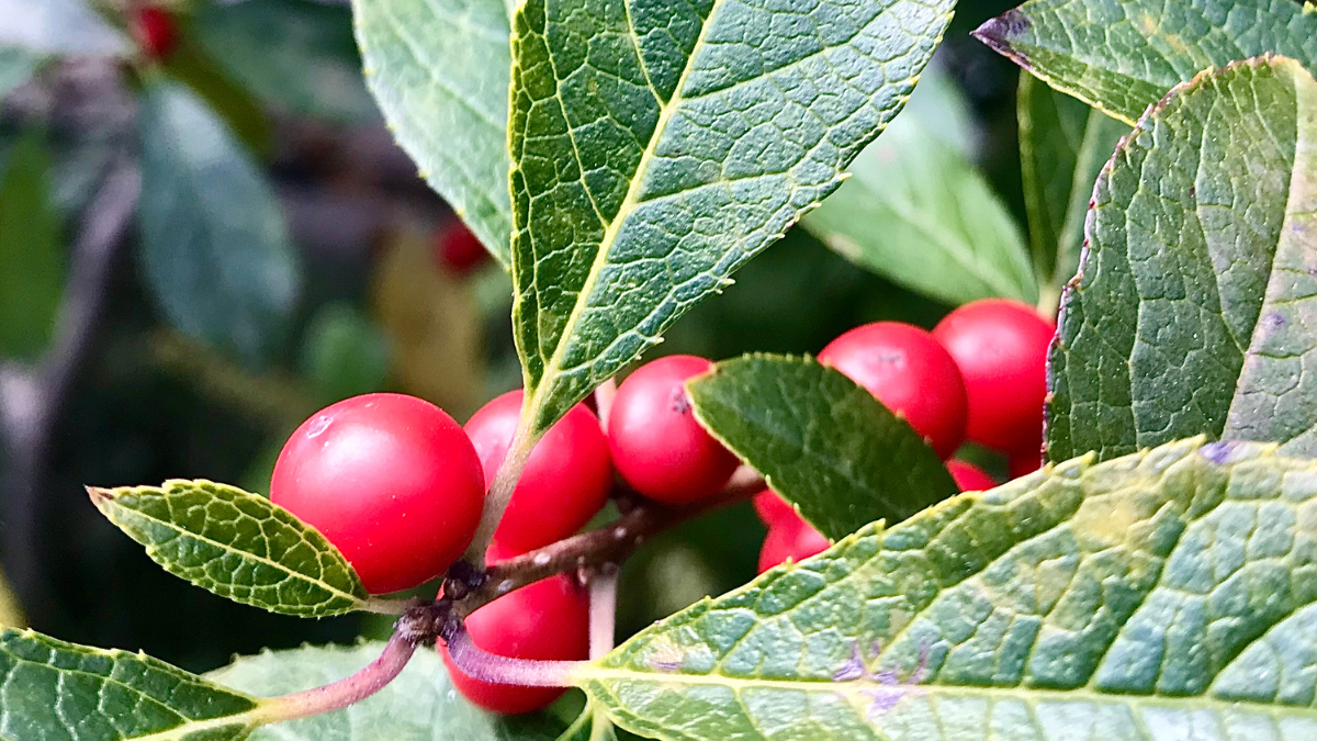  Wintergreen Vs Menthol