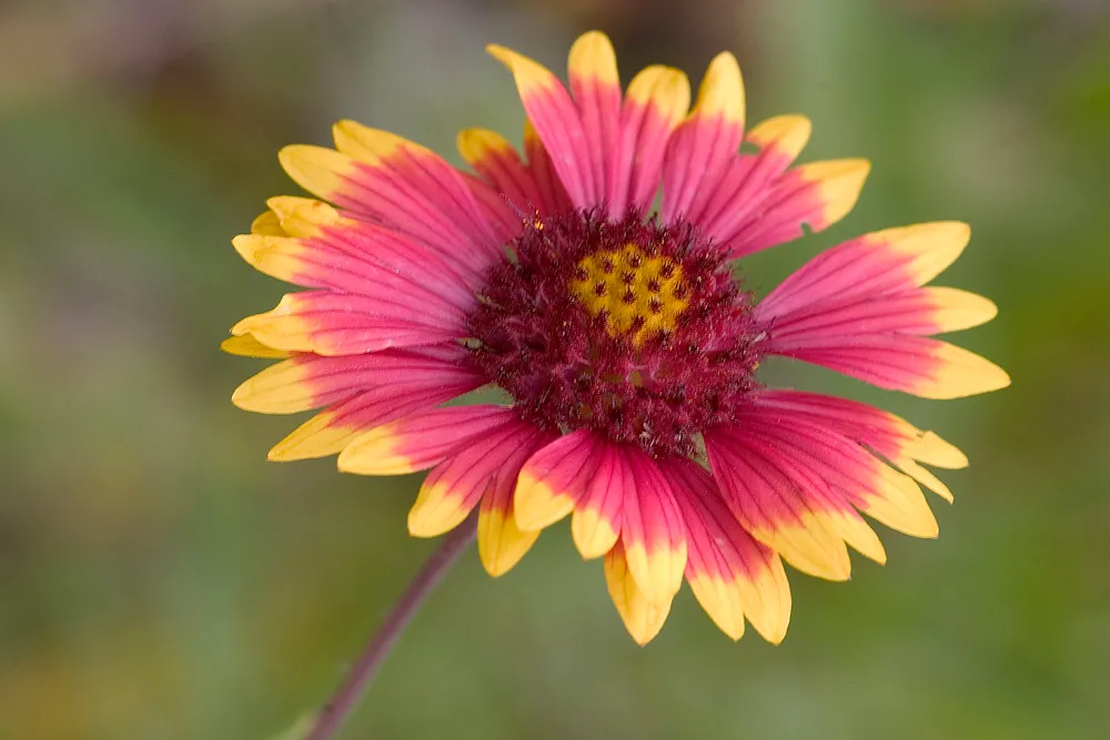 The Blanket Flower Origin and History