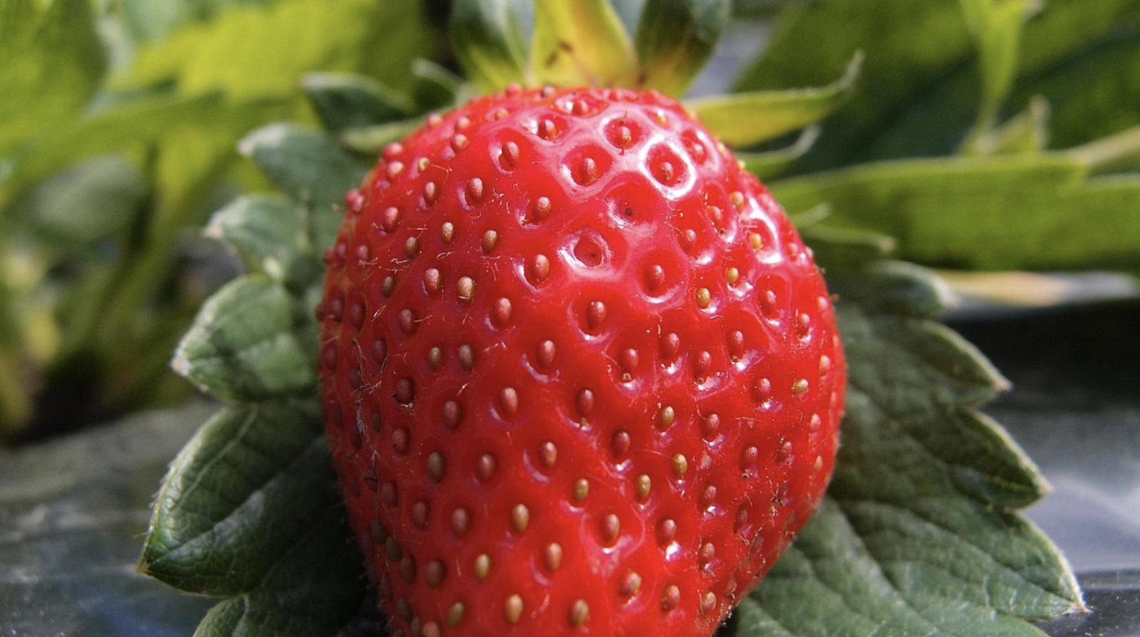 Image d'une fraise