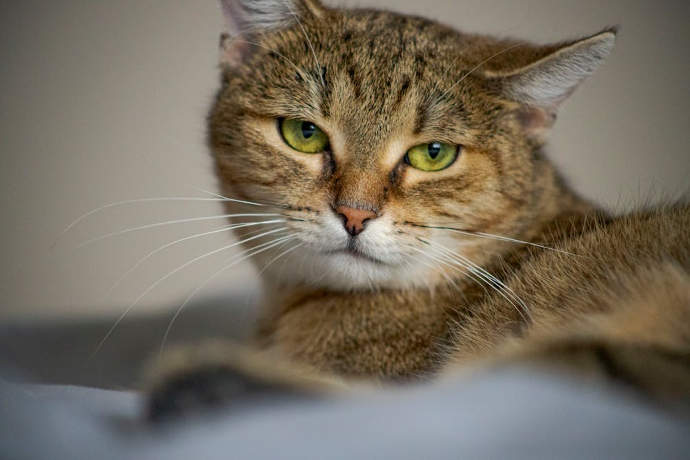 Tabby Cat Staring