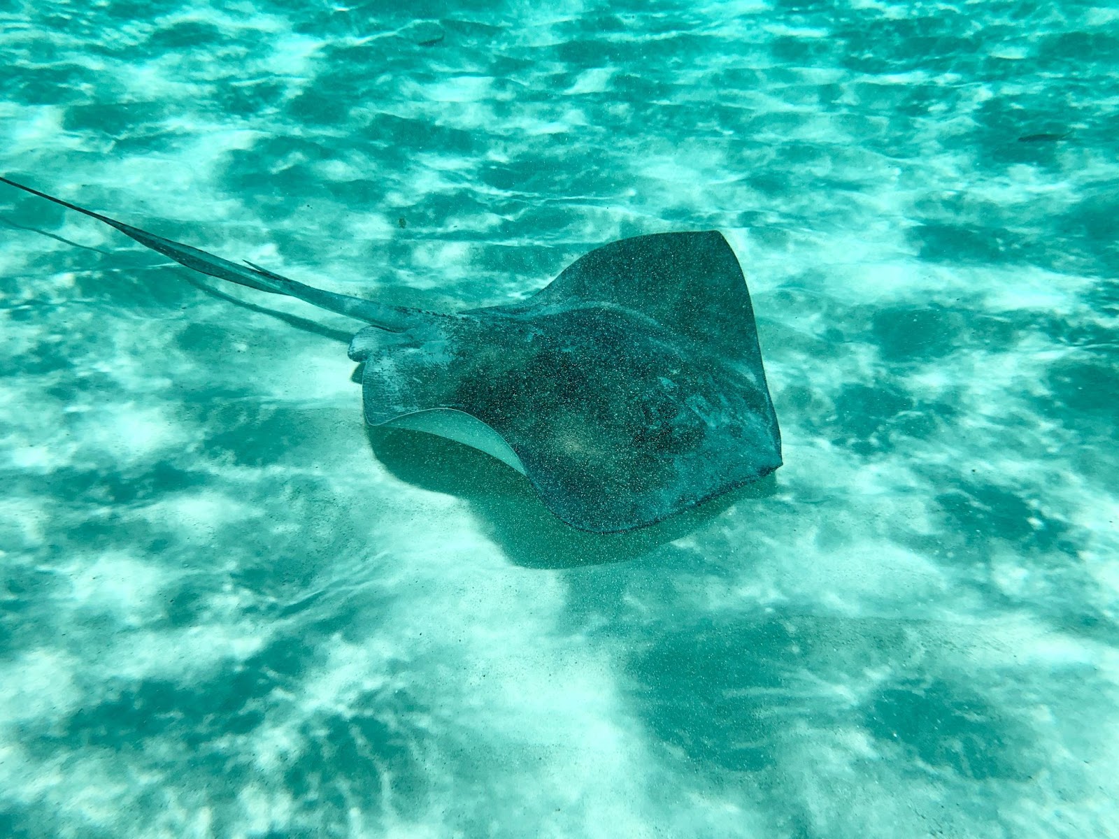 Swim with friendly stingrays at Stingray City! A thrilling and unforgettable marine adventure awaits in this shallow lagoon.