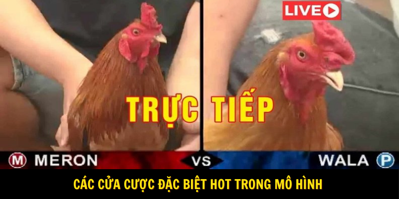 Các cửa cược đặc biệt hot trong mô hình 