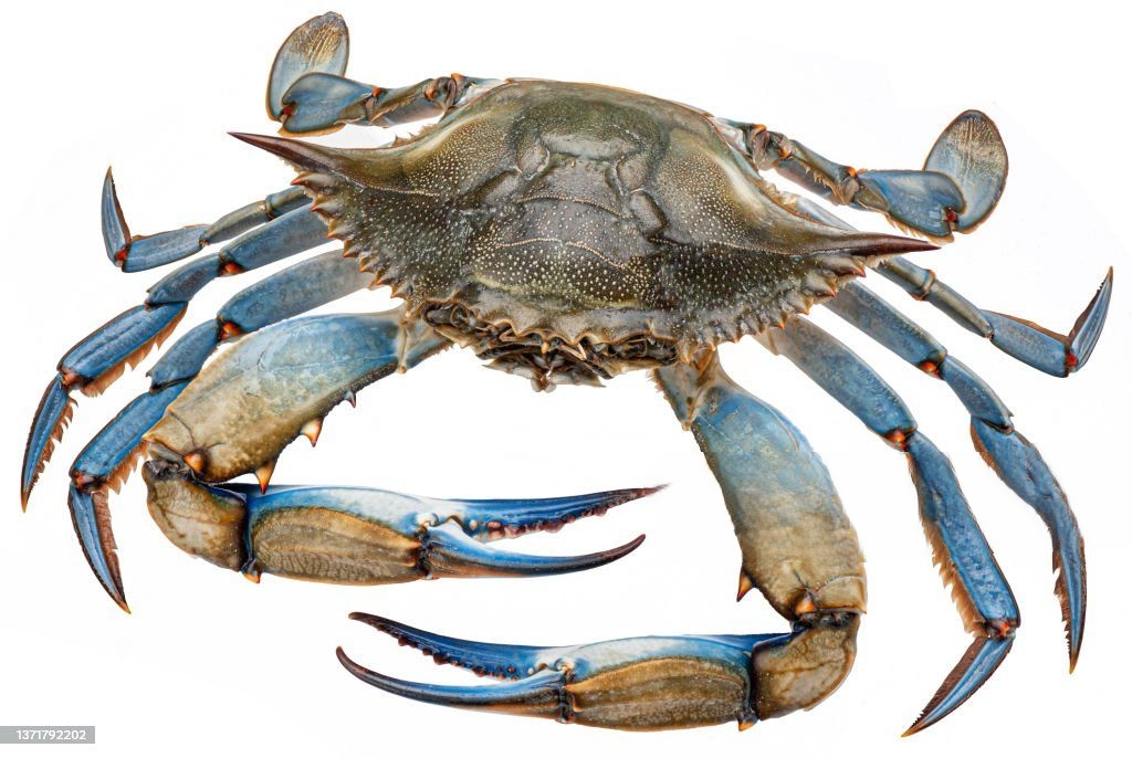 can you keep blue crabs as pets