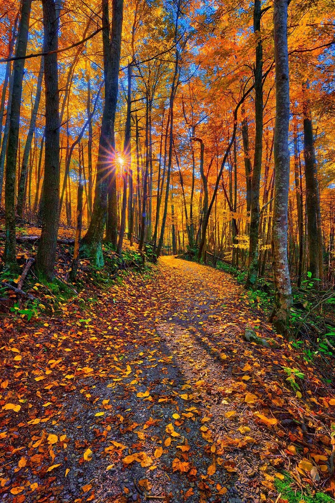 Fall Colors Sunset on Mountain Trail in Tennessee | Justin Kelefas Fine Art  Photography