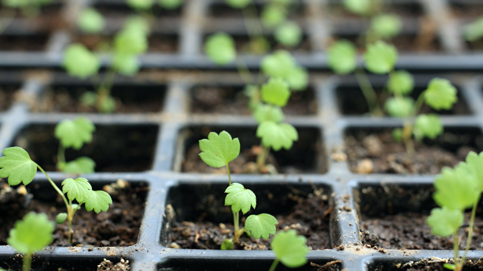 A shot of a seedling tray with several developing seedlings