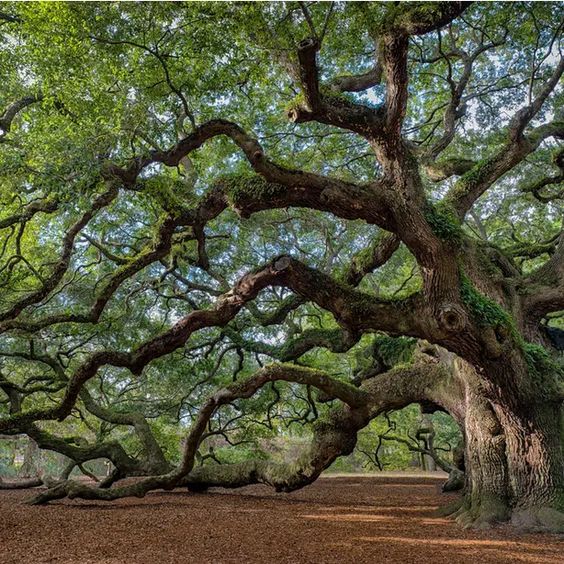 Oak Trees Names