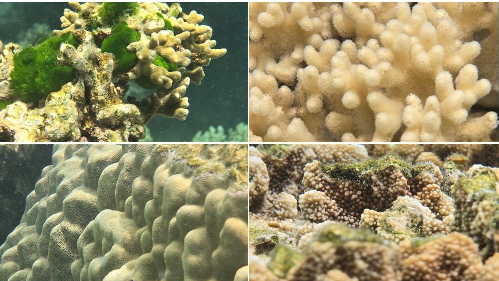 Close-up of corals and coral reefDescription automatically generated