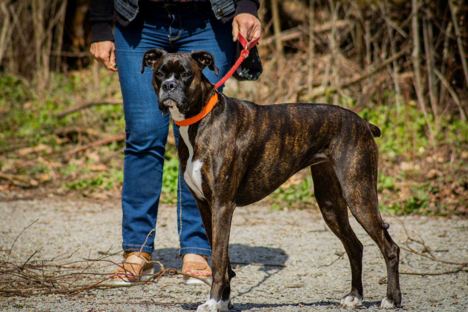 Boxer Walking with Owner&nbsp;