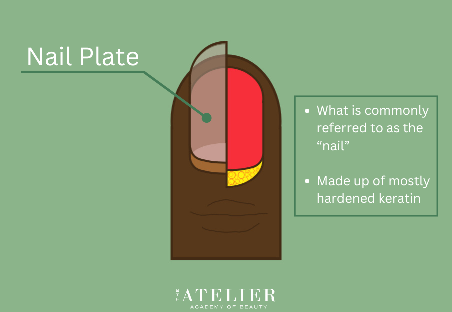 Diagram of the finger and nail identifying the Nail Plate with additional information provided in the previous paragraph: "What is commonly referred to as the "nail"; Made of of mostly hardened keratin"