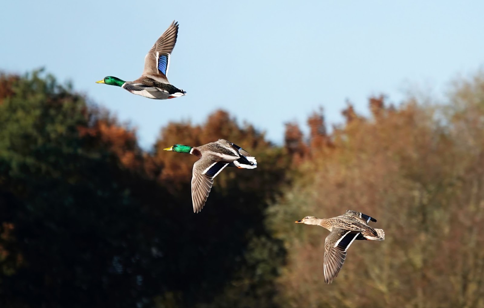The Ultimate Guide to Buying Hunting Land: From Dream to Reality  