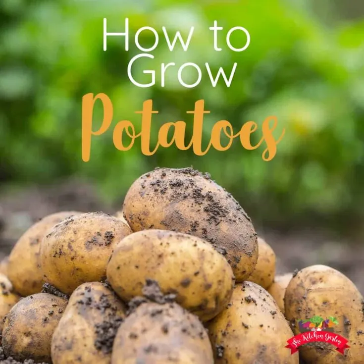 How to Grow Potatoes at Home