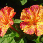 Mirabilis Jalapa