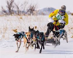 稚内犬ぞりレース 6頭引きの画像