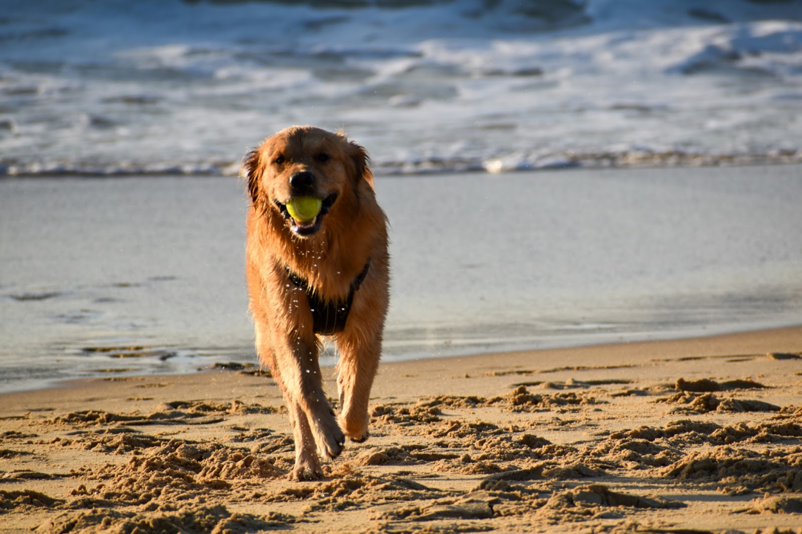 Sandy Paws and Salty Snouts: The Ultimate Guide to the Best Dog Beaches in the U.S.